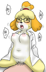 animal_crossing anthro big_breasts blush bodily_fluids breasts canid canine canis closed_eyes clothing cum cum_in_pussy cum_inside domestic_dog eyewear female female_focus fur genital_fluids glasses hair hi_res isabelle_(animal_crossing) japanese_text male mammal nintendo nipples nude open_mouth orca_(artist) penetration pussy sex shih_tzu simple_background slightly_chubby solo_focus straight sweat teeth text tongue toy_dog translated vaginal_penetration video_games white_background yellow_body yellow_fur