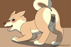 all_fours anatomically_correct animal_genitalia animal_pussy anus blush bodily_fluids brown_eyes caluriri canid canine canine_pussy canis doge domestic_dog drooling ears_back female feral fur genital_fluids mammal pivoted_ears presenting pussy pussy_juice saliva shiba_inu simple_background solo spitz tan_body tan_fur teeth tongue tongue_out