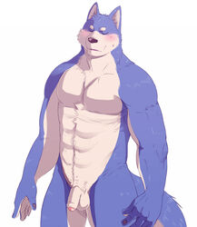 2012 anthro arufina_w balls barazoku blue_body blue_fur blush canid canine canis closed_eyes flaccid fur genitals humanoid_hands humanoid_penis kemono male male_only mammal muscular penis simple_background solo white_background