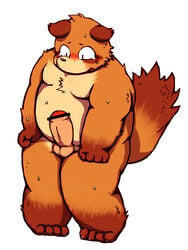 2014 anthro balls belly blush brown_body brown_fur canid canine erection fur genitals hi_res humanoid_penis kemono male male_only mammal moobs nipples penis raccoon_dog simple_background slightly_chubby solo tanuki white_background yaoyasohachi