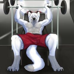 1:1 2017 4_toes 5_fingers abs anthro biceps biped bodily_fluids bottomwear bulge canid canine canis claws clothed clothing digital_media_(artwork) dipstick_tail erection exercise fingers fur grey_body grey_fur gym hair hi_res homogenousrule leg_markings looking_at_viewer male male_only mammal markings multicolored_body multicolored_fur multicolored_tail muscular muscular_male one_eye_closed pawpads paws pecs pyro_wolfie red_bottomwear red_clothing red_shorts shorts smile socks_(marking) solo sweat toes topless tuft weightlifting weights white_body white_fur white_hair wolf workout