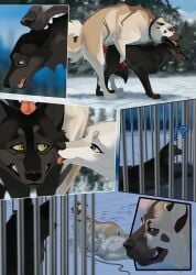 anal anal_sex animal_genitalia animal_penis arf-fra balls bite cage canid canine canine_genitalia canine_penis canis domestic_dog dream face_lick feral feral_on_feral genitals group hi_res knot licking male/male mammal neck_bite penetration penis sex tongue tongue_out waking_up wolf