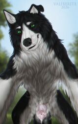 absurd_res animal_genitalia balls black_white_body bodily_fluids border border_collie breed canid canine canis cloud collie cum doges domestic_dog dominant erection feral fluffy forest fur genital_fluids genitals heavy_musk herding_dog hi_res knot male mammal musk musk_cloud musksteam nature pastoral_dog penis plant prepuce quadruped sex sheath sheepdog skuru_(character) solo standing steam sweat towering tree unwashed_musk valiberite worm