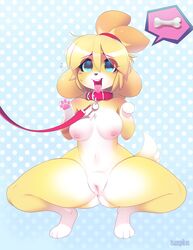 1girl 1girls 2020 animal_crossing anthro breasts canid canine canis collar collar_tag crouching domestic_dog female female_only femsub fur furry furry_only genitals hair happy_sub hi_res isabelle_(animal_crossing) leash mammal naked nintendo nude open_mouth petplay pussy pussy_juice pussy_juice_trail shih_tzu solo solo_female submissive_female tail thick_thighs tongue tongue_out toy_dog tsampikos video_games wide_hips yellow_body yellow_fur