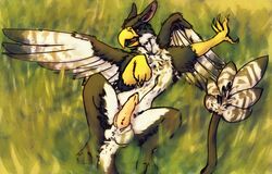 animal_genitalia avian bhaskara bird cool. feathers feral genitals gryphon hi_res lying male male_only on_back sheath solo spread_wings talons wings