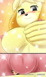 2020 animal_crossing blush breasts breasts_grab giantess groping_breasts hand hug huge_breasts human isabelle_(animal_crossing) macro micro micromike miniboy naked nintendo nipple_bulge nipples nude nude_female nude_male rubbing