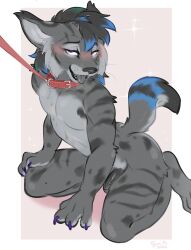 absurd_res anthro black_hair black_penis black_tail blue_hair blue_tail blush cheek_tuft claws collar facial_tuft famir felid feline finger_claws foreskin fur genitals glistening glistening_eyes grey_body grey_fur grey_tail grey_tongue hair hi_res humanoid_genitalia humanoid_penis kneeling leash lynx male male_anthro male_only mammal multicolored_hair narrowed_eyes nude open_mouth penis purple_claws purple_eyes red_collar red_leash simple_background solo sparkles tail tongue tongue_out tuft two_tone_hair