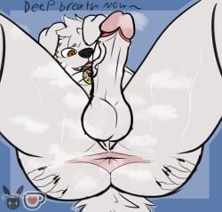 1boy anthro anus ass big_butt big_penis blackstarv bodily_fluids butt_grab canid canine canis domestic_dog facesitting_pov fan_character first_person_view genitals hand_on_butt hi_res imminent_facesitting low-angle_view male male/male male_only mammal musk musky_butt penis solo spread_anus spread_legs spreading sweat sweaty_body sweaty_butt sweaty_genitalia worm's-eye_view