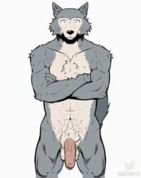 2020 animated anthro balls beastars body_hair canid canine canis claws crossed_arms digital_media_(artwork) fur genitals happy humanoid_genitalia humanoid_penis legoshi_(beastars) low_res male male_only mammal penis raus short_playtime wagging