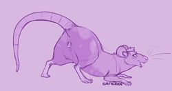 abstract_background anus ass_up blush claws conditional_dnp eyelashes female feral frisky_ferals genitals head_down head_tuft hindpaw looking_at_viewer mammal murid murine open_mouth paws pink_background presenting pussy quadruped raised_tail rat rear_view rodent sefeiren simple_background sketch tongue tuft whiskers