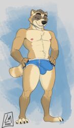 1boy 2020 alax anthro balls_outline biped blue_underwear brown_body brown_fur bulge clothing digital_media_(artwork) erection erection_under_clothing fur genital_outline hi_res linkin_monroe male male_only mammal mostly_nude nipples partially_clothed penis_outline procyonid raccoon simple_background skimpy smile smirk solo underwear