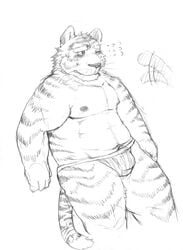 2014 absurd_res anthro belly blush bulge clothing felid genitals hi_res humanoid_hands kemono male male_only mammal moobs nipples overweight overweight_male pantherine penis simple_background solo tiger underwear v2wolf white_background