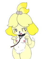 animal_crossing belly breasts canid canine canis clothing collar domestic_dog female femsub fur furry furry_only genitals isabelle_(animal_crossing) leash looking_aside mammal naked nintendo nipples nude pussy shih_tzu simple_background solo tail thick_thighs tongue tongue_out toy_dog video_games vono white_background wide_hips