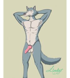 absurd_res anatomically_correct animal_genitalia animal_penis anthro ass athletic balls beastars big_balls canid canine canine_penis canis domestic_dog embarrassed fluffy genitals hi_res knot legoshi_(beastars) linderwolf male male_only mammal muscular nervous nude penis scared solo standing startled surprise tall wide_hips wolf worried