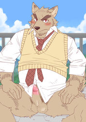 2013 anthro balls belly blush canid canine clothing erection genitals humanoid_genitalia humanoid_hands humanoid_penis kemono male male_only mammal necktie outside penis ryuta-h shirt sitting slightly_chubby solo topwear