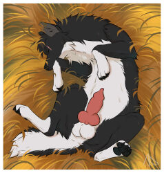2026 animal_genitalia animal_penis balls black_body black_fur border canid canine canine_genitalia canine_penis canis erection eye_scar facial_scar feral fur genitals hi_res knot knotted_penis lying male mammal midnight_(midnightmoonlightwolf) midzushiro multicolored_body multicolored_fur on_back penis scar sleeping solo two_tone_body two_tone_fur white_body white_border white_fur wolf