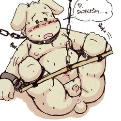 1:1 2012 anthro anus ass balls belly blush bodily_fluids bondage canid canine canis chained domestic_dog genitals humanoid_hands japanese_text kemono male male_only mammal moobs navel nipples penis ruco slightly_chubby solo sweat text young