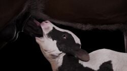 3d animated anonymous_artist artist_request balls beastiality calf deepthroat feral_on_feral horse horsecock oral oral_penetration oral_sex sucking sucking_penis tagme video zoophilia