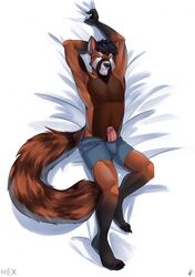 ailurid anthro bedroom_eyes black_body chillin dakimakura ear_piercing erection fur furry genitals hex_degoli highres male male_only mammal narrowed_eyes paws penis piercing purpledragonrei red_panda seductive simple_background smile solo thick_penis underwear