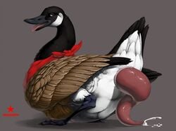 2020 anatid animal_genitalia anseriform anserinae avian avian_penis big_penis bird black_body black_fur bodily_fluids brown_eyes cum cum_leaking erection feathered_wings feathers feral fur genital_fluids genitals goose grey_background handkerchief huge_cock inviting looking_back male male_only penis precum presenting red_penis seductive simple_background solo tail_feathers tapering_penis thick_penis tongue tongue_out truegrave9 vein white_body white_fur wings