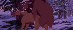 2020 anal anal_sex animal_genitalia antlers ass balls balls_deep bite brother brother_bear brothers brown_body brown_fur capreoline cervid cervine clenched_teeth closed_eyes digital_media_(artwork) disney duo erection feral feral_on_feral from_behind_position fur gay genitals hi_res horn incest looking_pleasured male male/male male_only male_penetrated male_penetrating male_penetrating_male mammal moose mounting open_mouth open_smile penetration rutt sex sibling sky smile snow standing standing_sex sunset teeth tongue tree tuke_(brother_bear) widescreen yaoi zica