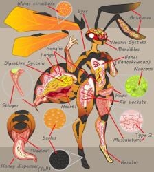 anatomy antennae_(anatomy) anthro arthropod arthropod_abdomen arthropod_abdomen_genitalia arthropod_abdomen_penis arthropod_abdomen_vulva artlegionary big_penis bone cuntboy cuntboy_sans_balls detailed_anatomy english_text erection furry genitals guts herm hermaphrodite hi_res hymenopteran insects internal intersex intestines looking_at_viewer maleherm multi_genitalia organs original_character penis pussy simple_background solo stinger text thick_penis thick_thighs third-party_edit unusual_anatomy vulva wasp wide_hips wings x-ray x-ray_view
