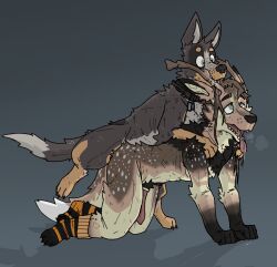 all_fours anthro australian_cattle_dog bite bite_mark biting_another biting_partner bodily_fluids breath canid canine canis cattledog claw_marks claws clothing collar collar_only cryptid dog_tags domestic_dog drooling duo erection feral footwear from_behind_position grabbing_from_behind herding_dog male male/male mammal mounting nude panting pastoral_dog ricthecusco saliva scratches sex simple_background socks teeth tongue tongue_out zoophilia
