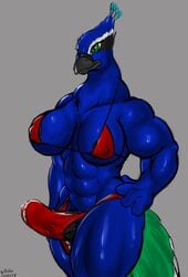 anthro avian bigshow bird breasts clothed clothing furry futanari galliform genitals gynomorph hi_res intersex muscular peafowl penis phasianid skimpy solo speedo stretched_clothing swimwear