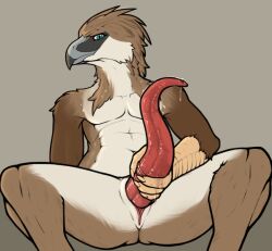 accipitrid accipitriform animal_genitalia anthro avian bird bodily_fluids cetacean_genitalia cloaca cum eagle genital_fluids genitals male male_focus male_only masturbation penis philippine_eagle ro_(furaffinity) slit solo_male tapering_penis