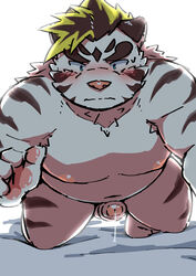 1boy 2020 absurd_res anthro bara belly blue_eyes blush felid fur genitals hi_res humanoid_genitalia humanoid_hands humanoid_penis kemono licho_(tokyo_afterschool_summoners) male male_only mammal moobs navel nipples overweight overweight_male pantherine penis pink_nose ptcmtr solo solo_male tiger tokyo_afterschool_summoners video_games white_body white_fur