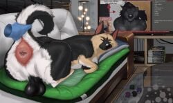 absurd_res anatomically_correct anatomically_correct_anus anatomically_correct_genitalia anthro anus ass big_anus big_butt black_body black_fur canid canine canis cheek_tuft chew_toy claws clothing disembodied_hand dog_bed domestic_dog electronics facial_markings facial_tuft feral floating floating_hands fluffy fluffy_chest fluffy_ears fluffy_tail fur furniture genitals german_shepherd ghost_hand gloves handwear hazed01 head_markings herding_dog hi_res holding_tail mammal markings meme microsoft mythological_canine mythological_creature mythology neck_tuft pastoral_dog pet_bed pillow presenting presenting_anus presenting_balls presenting_hindquarters quadruped raised_tail raphe_(anatomy) sleeping smile smirk sofa tail tan_body tan_fur television toy tuft vincent_vann_valentine werecanid werecanine werecreature werewolf white_body white_fur xbox xbox_360 xbox_game_studios