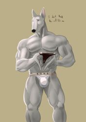 abs anthro biceps bulge bull_terrier furry gay julius male muscular muscular_male nipples obliques pecs serratus_anterior shy solo thighs triceps tush veiny