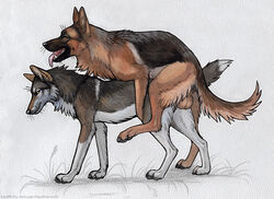 2020 all_fours balls canid canine canis digitigrade doggy_style domestic_dog duo fangs female female_penetrated feral feral_on_feral feral_penetrated feral_penetrating feral_penetrating_feral from_behind_position genitals german_shepherd heatherwolf herding_dog knotting male male_penetrating male_penetrating_female mammal pastoral_dog pawpads penetration quadruped sex straight teeth tongue tongue_out whiskers wolf