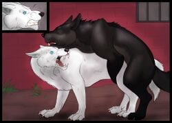 after_transformation anger angry angry_expression black_fur blacktigerr canid canine canis female feral feral_on_feral feral_only implied_knotting male male/female mating post-transformation sex tagme transformation white_fur wolf zoo