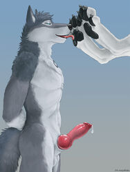 2018 3:4 4_toes absurd_res ambiguous_gender animal_genitalia animal_penis anthro athletic balls black_pawpads blue_eyes bodily_fluids canid canine canine_penis canis claws cum cum_drip digitigrade dripping duo erection feet foot_fetish foot_lick foot_play fur genital_fluids genitals grey_balls grey_body grey_ears grey_fur grey_sheath grey_tail half-closed_eyes hands_behind_back hi_res kiba_(kiba32) knot licking male male/ambiguous male_focus mammal narrowed_eyes nude pawpads paws penis pink_penis pink_tongue portrait precum saliva sheath side_view simple_background solo_focus standing three-quarter_portrait toe_claws toes tongue tongue_out virtyalfobo wolf