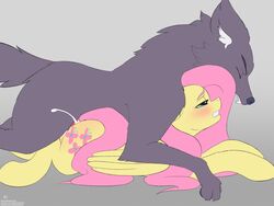 4:3 ambiguous_penetration blush bodily_fluids canid canine canis cum cum_inside equid equine female female_penetrated feral feral_on_feral feral_penetrated feral_penetrating feral_penetrating_feral fluttershy_(mlp) friendship_is_magic furry genital_fluids hi_res lying male male_on_top male_penetrating male_penetrating_female mammal mricantdraw my_little_pony on_front on_top pegasus penetration straight text url wings wolf