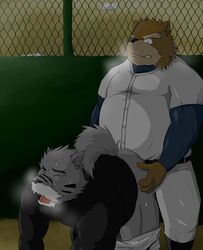 anthro ass baseball_(sport) baseball_uniform black_nose bodily_fluids bottomwear brown_body brown_fur canid canine canis closed_eyes clothing duo fur grey_body grey_fur hasukichi humanoid_hands kemono male male/male mammal outside overweight overweight_male pants shirt sport sportswear sweat tongue topwear uniform ursid wolf