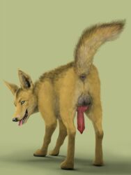 all_fours animal_genitalia animal_penis anus balls black_nose blue_eyes canid canine canine_penis canis erection fangs feral fur genitals golden_jackal jackal knot looking_at_viewer looking_back male male_only mammal penis perineum raised_tail solo tongue tongue_out virtyalfobo yellow_body yellow_fur