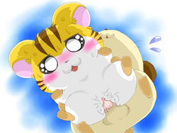 1boy 1girls artist_request hamtaro_(series) maxwell_(hamtaro) penis pussy sandy_(hamtaro) sex tagme