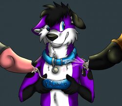 anthro begging bodily_fluids bowl canid canine canis collar crossybear_(artist) cum cum_in_bowl domestic_dog elkhound genital_fluids genitals knot male male_only mammal pawalo penis pet spitz