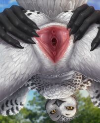 anthro avian beak bird black_sclera blue_sky blurred_background day feathered_wings feathers female female_anthro gaping gaping_vagina genitals hi_res himeragoldtail looking_at_viewer looking_through looking_through_legs mouth_closed nude owl presenting presenting_vulva sky slim_anthro slim_female solo spread_vulva spreading vulva white_body white_feathers white_wings wings yellow_eyes