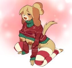 2024 animal_crossing blonde_hair blush breasts brown_eyes canine christmas christmas_sweater female female_only furry isabelle_(animal_crossing) nintendo nipples pakusta sweater sweater_lift thighhighs thighs yellow_fur