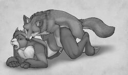 all_fours anal anal_sex anthro anthro_on_feral anthro_penetrated ass_up biped bite bodily_fluids buckteeth butt_fluff canid canine cheek_tuft chest_tuft digitigrade duo ear_bite erection facial_tuft feral feral_penetrating feral_penetrating_anthro fox from_behind_position genital_fluids genitals grey_background greyscale humanoid_genitalia humanoid_penis hybrid inner_ear_fluff lagomorph leporid long_ears looking_at_another looking_pleasured male male/male male_on_feral male_penetrated male_penetrating male_penetrating_male mammal monochrome mounting open_mouth penetration penis precum precum_on_penis quadruped rabbit sex simple_background teeth tongue tuft yaroul zoophilia