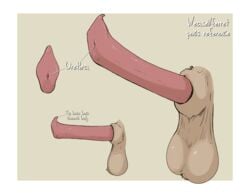 anatomically_correct animal_genitalia animal_penis balls chart delirost disembodied_penis erection genitals hi_res male mammal model_sheet mustela mustelid mustelid_penis musteline penis sheath solo urethra