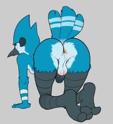 anthro anus ass avian balls furry gay inkgelato mordecai mordecai_(regular_show) penis regular_show yaoi