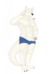 anthro canid canine canis clothing erection ethan_(kodiak079) fur genitals greykenny_wolfz_(artist) hi_res holding_penis kodiak079 male male_only mammal muscular muscular_male penis simple_background smile solo swimwear white_background white_body white_fur wolf yellow_eyes