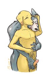 2020 anthro anthro_on_anthro balls beastars bird_dog canid canine canis domestic_dog drdalefox duo erection front_view fur genitals grey_body grey_fur hi_res humanoid_hands hunting_dog interspecies jack_(beastars) labrador legoshi_(beastars) licking licking_lips licking_own_lips male male/male male_only mammal nude penis penis_grab retriever self_lick tongue tongue_out wolf yellow_body yellow_fur