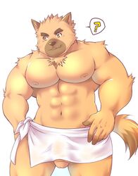 2020 ? anthro barazoku brown_body brown_fur canid canine canis domestic_dog ellie_saionji fur genitals hi_res humanoid_hands kemono male male_only mammal muscular nipples penis simple_background solo towel white_background