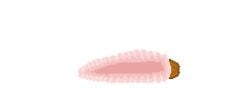 absorption_vore animated anthro arthropod bee digestion evan_(disambiguation) feral forced forced_transformation grub_(insect) human human_prey hymenopteran insects larva lunalyst male mammal solo stinger struggling struggling_prey swallowing tongue transformation vore wings