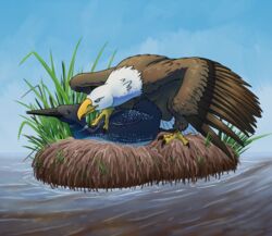 absurd_res accipitrid accipitriform avian bald_eagle bird bitterstrawberries claws duo eagle feathered_wings feathers female female/female feral feral_on_feral foot_on_back grass grinding hi_res loon nest open_mouth sea_eagle simple_background smile water wings yuri